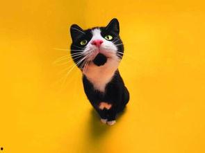 娱乐吃瓜君猫神,揭秘猫神背后的神秘故事